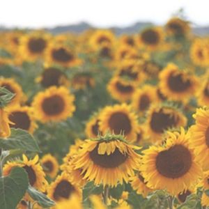 Meet your Posher, Myriam